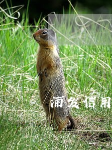浦发信用卡逾期两天会怎怎样 浦发信用卡逾期两天会怎怎样