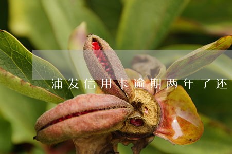 浦发信用卡逾期两年了还可以还吗 浦发信用卡逾期两年了还可以还吗