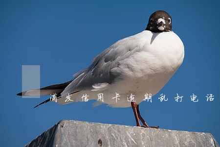 浦发信用卡逾期乱打电话 浦发信用卡逾期乱打电话