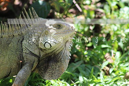 浦发信用卡逾期了4天会上征信 浦发信用卡逾期了4天会上征信