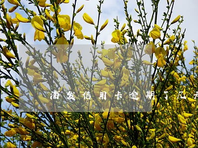 浦发信用卡逾期了几天又还上了 浦发信用卡逾期了几天又还上了