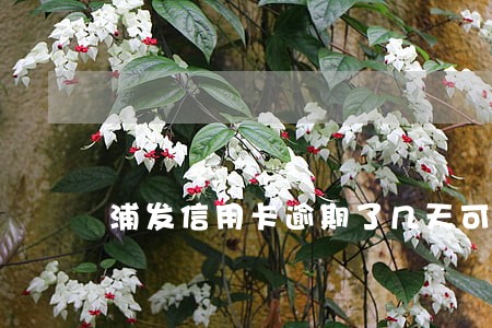 浦发信用卡逾期了几天可以办理 浦发信用卡逾期了几天可以办理