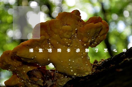 浦发信用卡逾期了怎么协商 浦发信用卡逾期了怎么协商