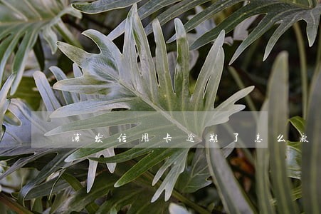 浦发信用卡逾期了怎么激活 浦发信用卡逾期了怎么激活