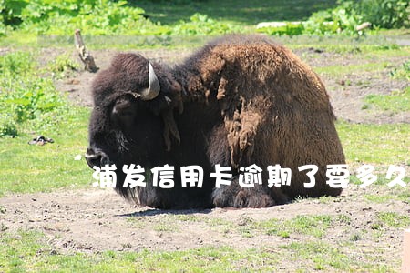 浦发信用卡逾期了要多久会爆通 浦发信用卡逾期了要多久会爆通