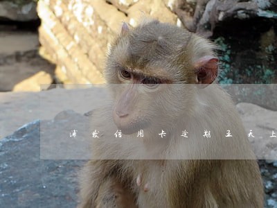 浦发信用卡逾期五天上征信嘛 浦发信用卡逾期五天上征信嘛