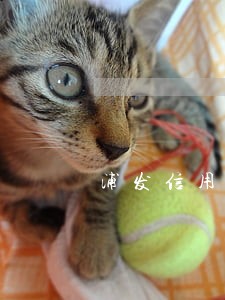 浦发信用卡逾期交给当地分局