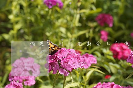浦发信用卡逾期会上门流程 浦发信用卡逾期会上门流程