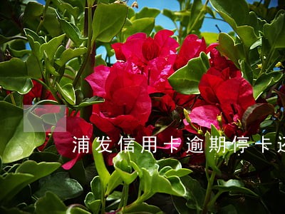 浦发信用卡逾期停卡还最低 浦发信用卡逾期停卡还最低
