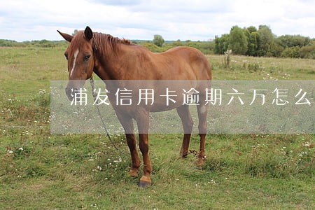 浦发信用卡逾期六万怎么处理 浦发信用卡逾期六万怎么处理