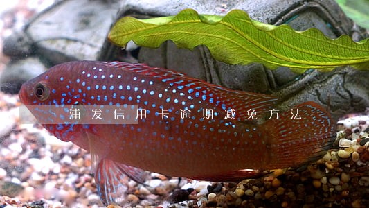 浦发信用卡逾期减免方法 浦发信用卡逾期减免方法