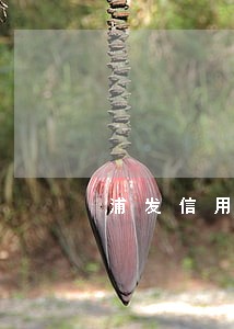 浦发信用卡逾期减免还本金 浦发信用卡逾期减免还本金