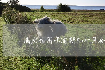 浦发信用卡逾期几个月会坐牢 浦发信用卡逾期几个月会坐牢