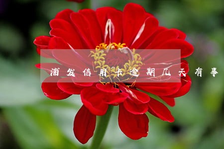 浦发信用卡逾期几天有事吗 浦发信用卡逾期几天有事吗