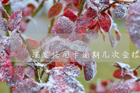 浦发信用卡逾期几次会拉黑名单 浦发信用卡逾期几次会拉黑名单