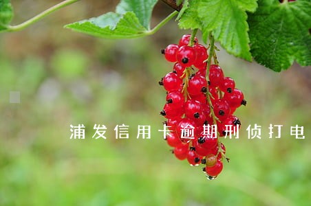 浦发信用卡逾期刑侦打电话 浦发信用卡逾期刑侦打电话
