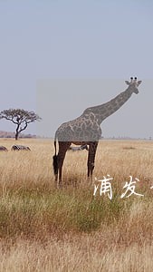 浦发信用卡逾期办贫困证明 浦发信用卡逾期办贫困证明
