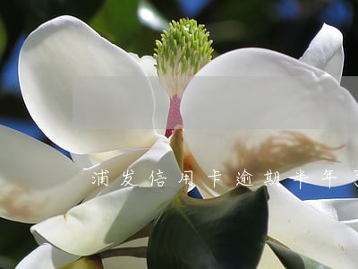 浦发信用卡逾期半年了怎么解决 浦发信用卡逾期半年了怎么解决