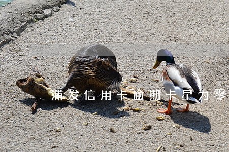 浦发信用卡逾期卡星为零