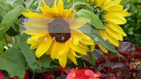 浦发信用卡逾期卡被限 浦发信用卡逾期卡被限