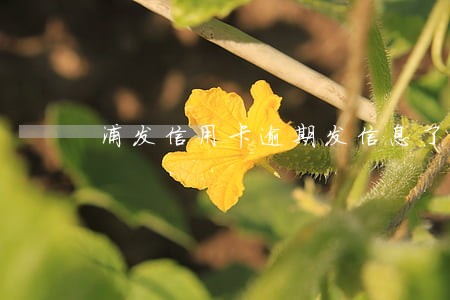 浦发信用卡逾期发信息了 浦发信用卡逾期发信息了