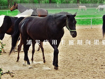 浦发信用卡逾期向黑猫投诉怎么写 浦发信用卡逾期向黑猫投诉怎么写