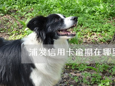 浦发信用卡逾期在哪里接详单 浦发信用卡逾期在哪里接详单