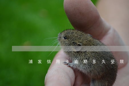 浦发信用卡逾期多久受限 浦发信用卡逾期多久受限