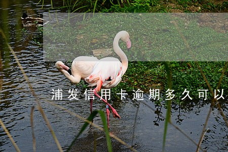 浦发信用卡逾期多久可以还