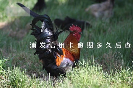 浦发信用卡逾期多久后查不到