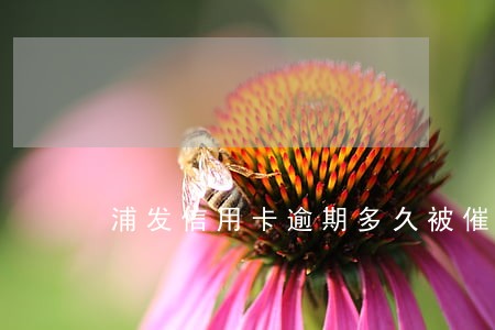 浦发信用卡逾期多久被催收