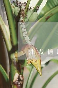浦发信用卡逾期客服电话