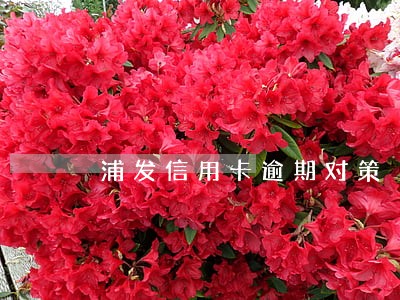 浦发信用卡逾期对策 浦发信用卡逾期对策