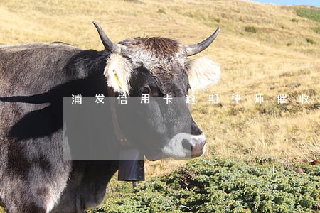 浦发信用卡逾期律师催收 浦发信用卡逾期律师催收