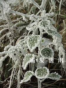 浦发信用卡逾期怎么办可以分期