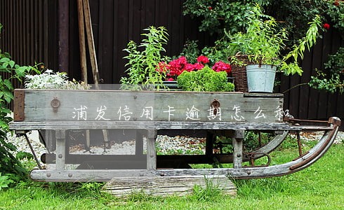 浦发信用卡逾期怎么和