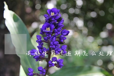 浦发信用卡逾期怎么处理