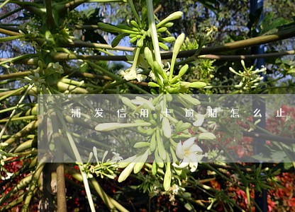 浦发信用卡逾期怎么止息 浦发信用卡逾期怎么止息