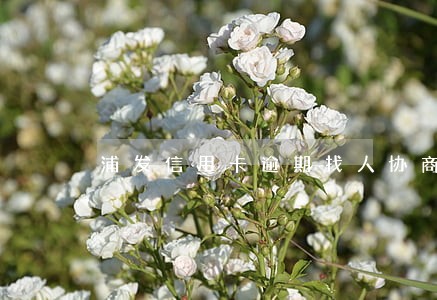 浦发信用卡逾期找人协商 浦发信用卡逾期找人协商