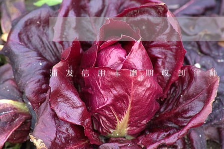 浦发信用卡逾期收到律师函了
