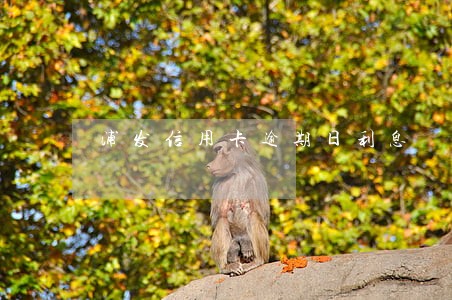 浦发信用卡逾期日利息 浦发信用卡逾期日利息