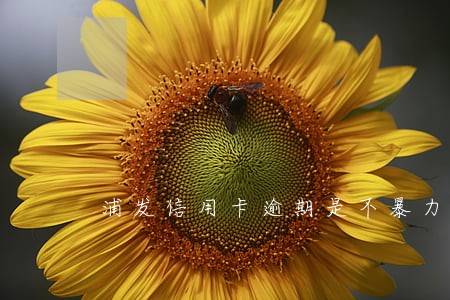 浦发信用卡逾期是不暴力催收