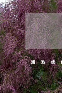 浦发信用卡逾期查不到卡片 浦发信用卡逾期查不到卡片