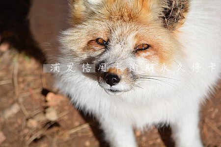 浦发信用卡逾期永久停卡 浦发信用卡逾期永久停卡