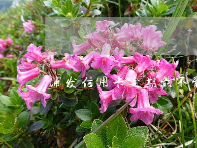 浦发信用卡逾期能不能协商分期 浦发信用卡逾期能不能协商分期