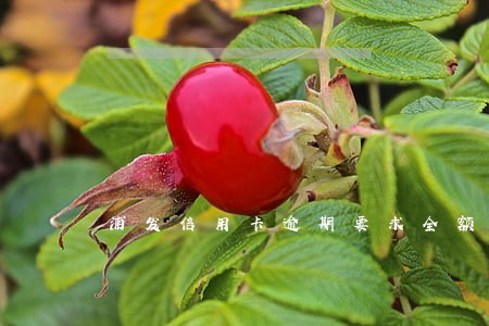 浦发信用卡逾期要求全额还款 浦发信用卡逾期要求全额还款