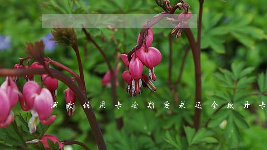 浦发信用卡逾期要求还全款开卡