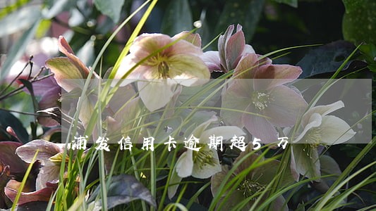 浦发信用卡逾期超5万 浦发信用卡逾期超5万