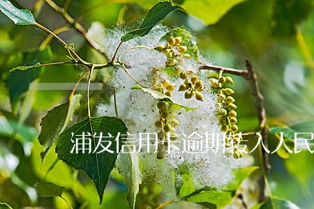 浦发信用卡逾期转入人民银行 浦发信用卡逾期转入人民银行