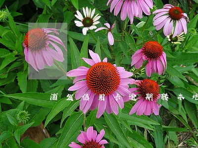 浦发信用卡逾期转本地催收 浦发信用卡逾期转本地催收